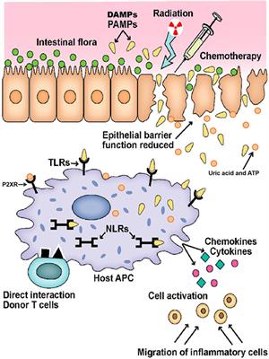 Pathophysiology of GvHD and Other HSCT-Related Major Complications